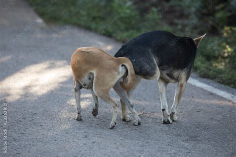 dog and female having sex